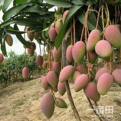 芒果四川攀枝花市_批發(fā)_供應(yīng)-一畝田農(nóng)業(yè)網(wǎng)_專業(yè)的農(nóng)產(chǎn)品信息商務(wù)平臺