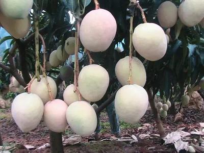 好消息!攀枝花啟動芒果深加工項目,以后想吃芒果干、芒果醬再也不用網(wǎng)購了!