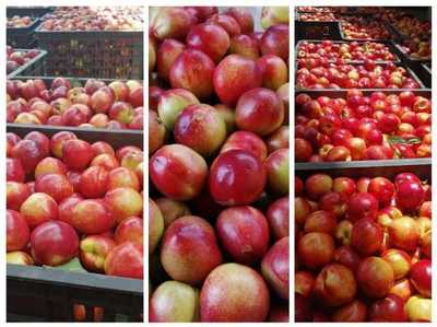 &ldquo;互聯(lián)網(wǎng)+&rdquo; 帶著攀枝花特色農(nóng)產(chǎn)品走四方