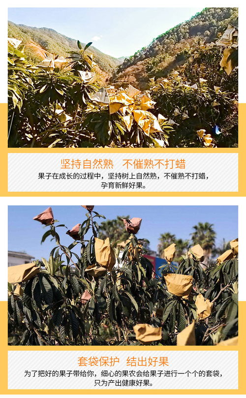 攀枝花米易.新鮮 當季 現(xiàn)摘 精品五星枇杷 凈重3斤 4斤