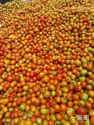 大紅硬果四川攀枝花市米易縣_批發(fā)_供應-一畝田農業(yè)網(wǎng)_專業(yè)的農產(chǎn)品信息商務平臺