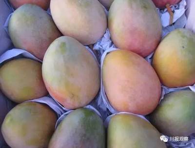 四川21市州領導變身&ldquo;金牌推銷員&rdquo; 為&ldquo;自家&rdquo;農產品代言,你猜攀枝花推薦的農產品是啥?