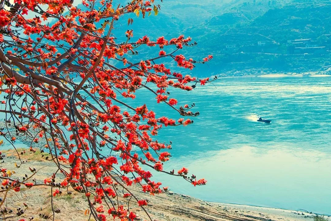 攀枝花開成了紅色海洋，木棉石榴花三角梅輪番上陣，簡直美翻!