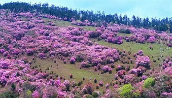 如果有一天,選擇獨(dú)自歸隱 我一定選擇攀枝花百靈山