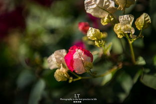 繁華盛開的陽光之城 攀枝花賞花線