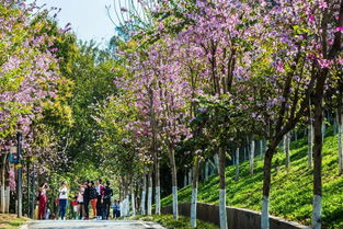 你和攀枝花走過(guò)的365天,都在這里