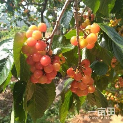 櫻桃四川攀枝花仁和區(qū)_批發(fā)_供應-一畝田農(nóng)業(yè)網(wǎng)_專業(yè)的農(nóng)產(chǎn)品信息商務平臺