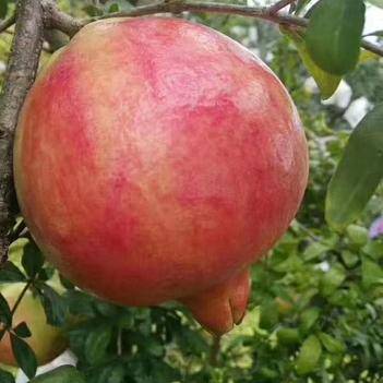 農(nóng)產(chǎn)品批發(fā)供應商王世海 - 惠農(nóng)網(wǎng)電腦版