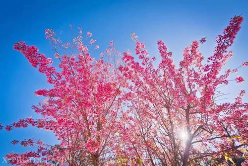 粉色風(fēng)暴來襲 攀枝花的冬櫻這么美