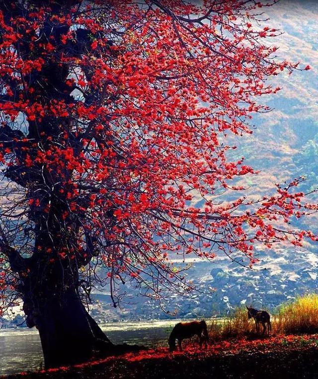 去攀枝花吧!這里除了美不勝收的風(fēng)景,還有令人心動(dòng)的冬季暖陽