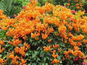 攀枝花厲害的不僅是芒果,這座城市真的很牛掰