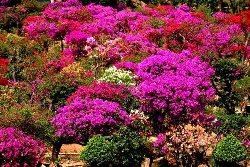 攀枝花新年倒計(jì)時(shí) 這50件事讓2016完整收官