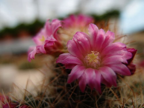 攀枝花網絡生態一瞥 從門戶到論壇的新媒體圖景